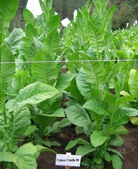 Cuban Criollo 98 Tobacco Plant